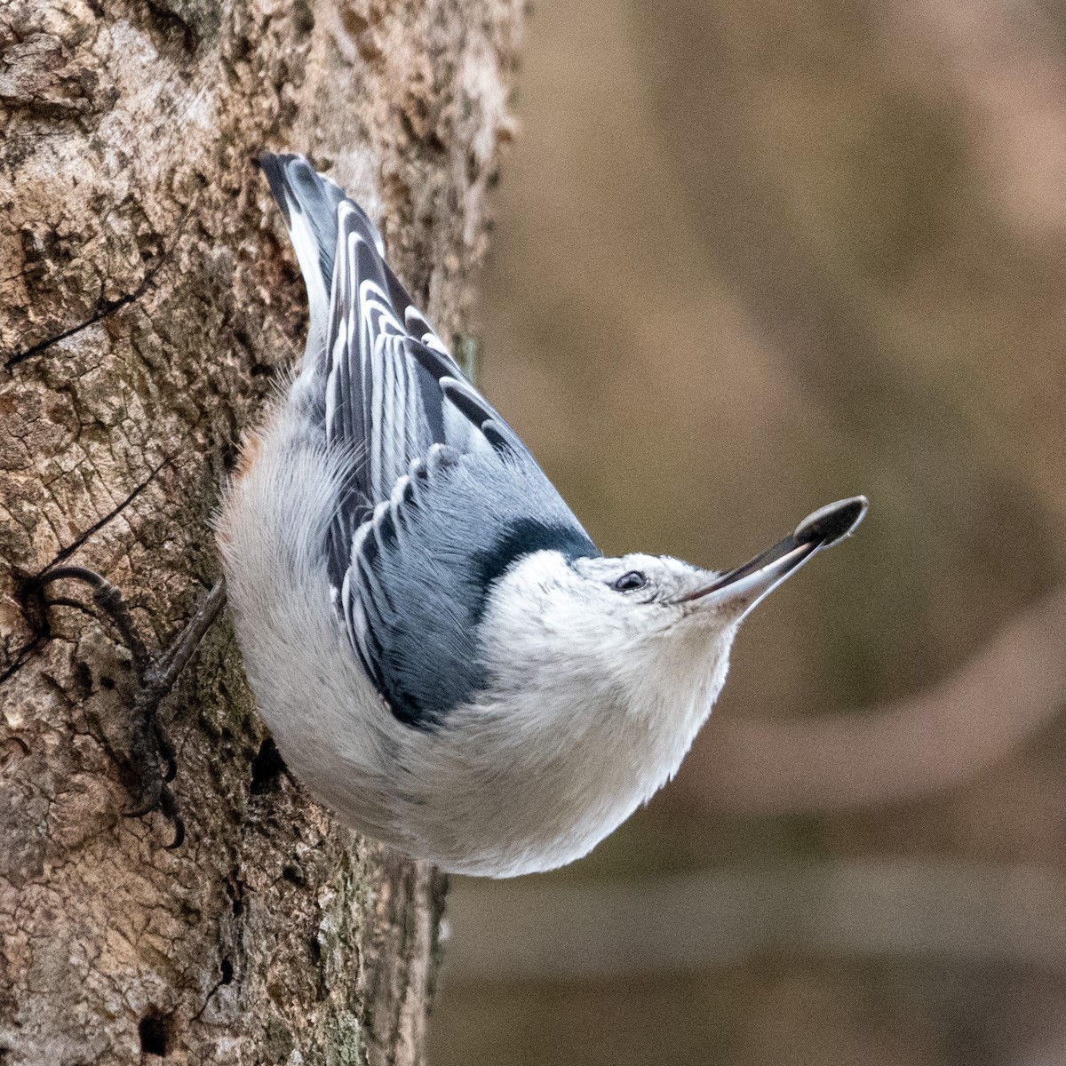 White-breasted Nuthatch - ML530057891
