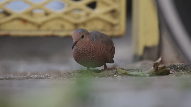 Common Ground Dove - ML530058061