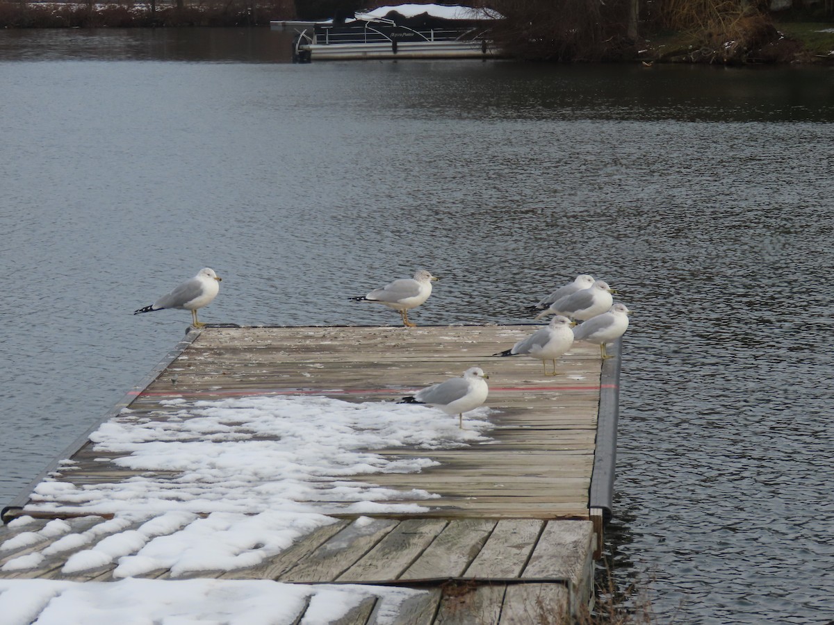 Ring-billed Gull - ML530059311