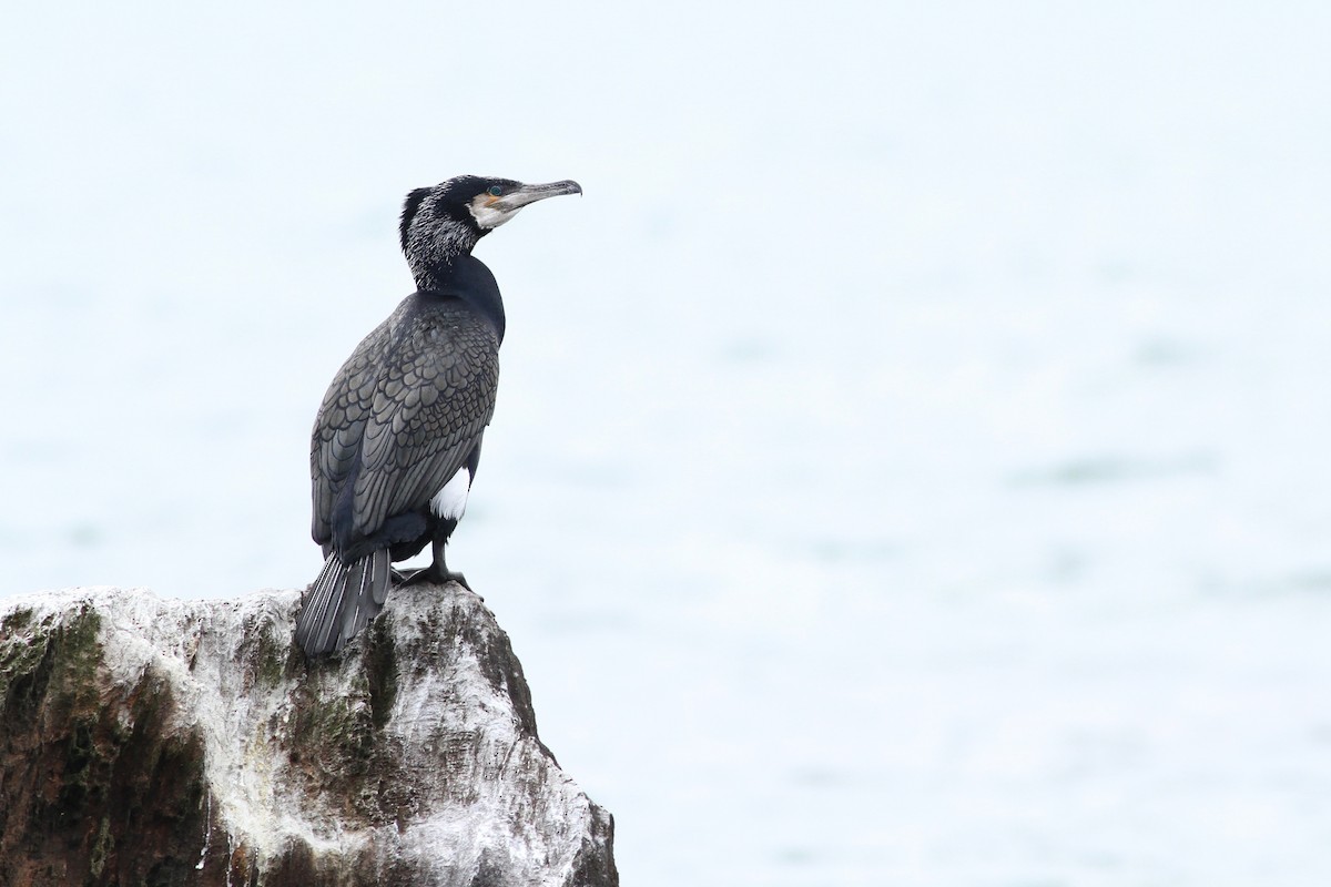 Great Cormorant - ML53006131