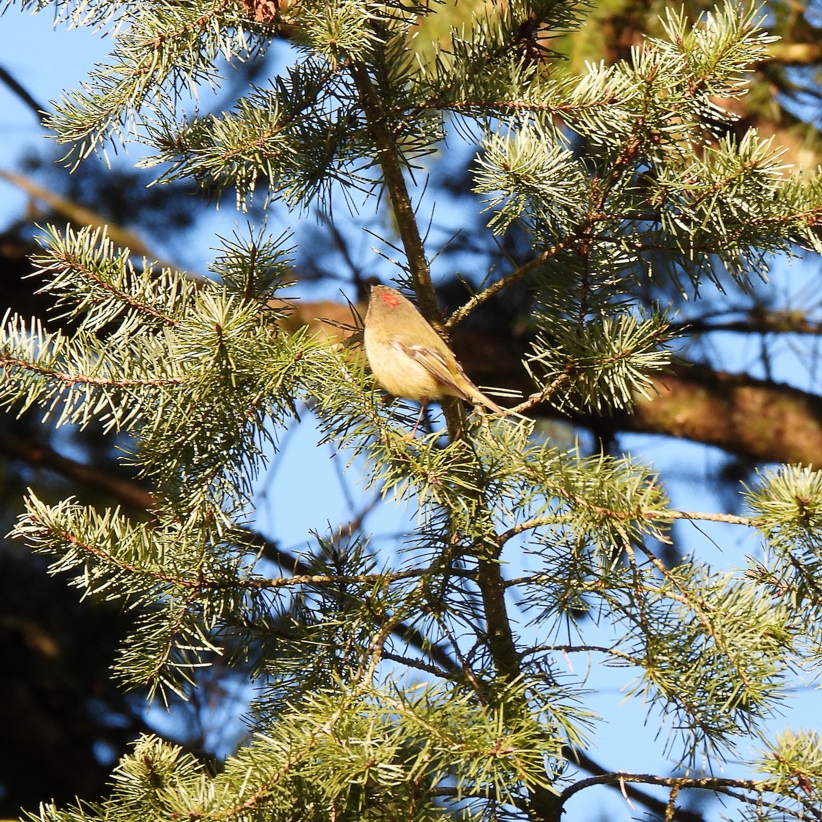 Ruby-crowned Kinglet - ML530062571