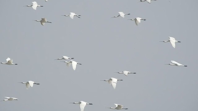 Eurasian Spoonbill - ML530063001