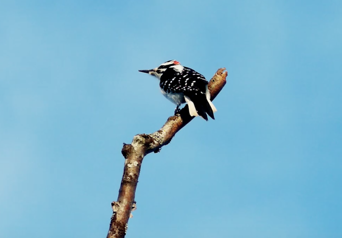 Hairy Woodpecker - Dan Pekich