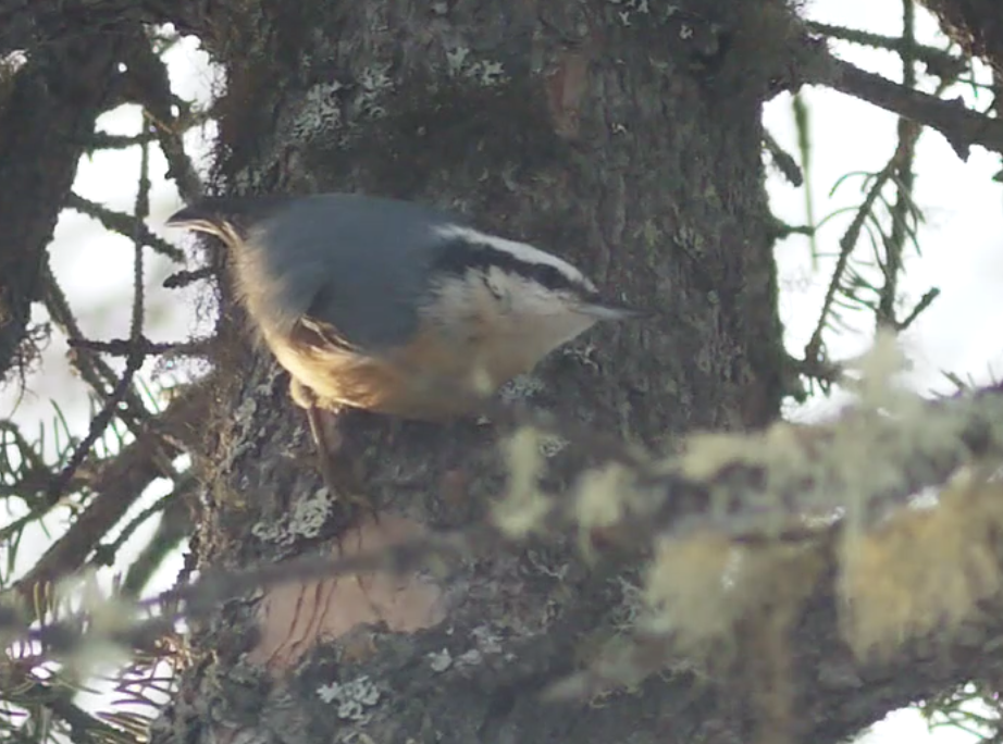 Red-breasted Nuthatch - ML530063421