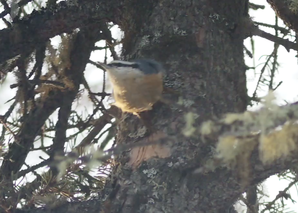 Red-breasted Nuthatch - ML530063431