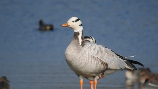 Bar-headed Goose - ML530063521