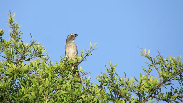 Saltator olive - ML530064591