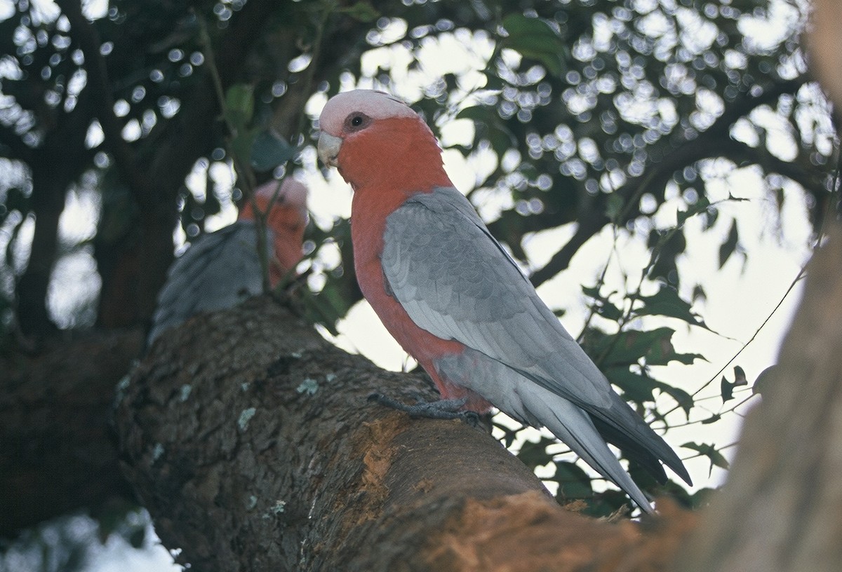 Galah - Jonathan Bowser