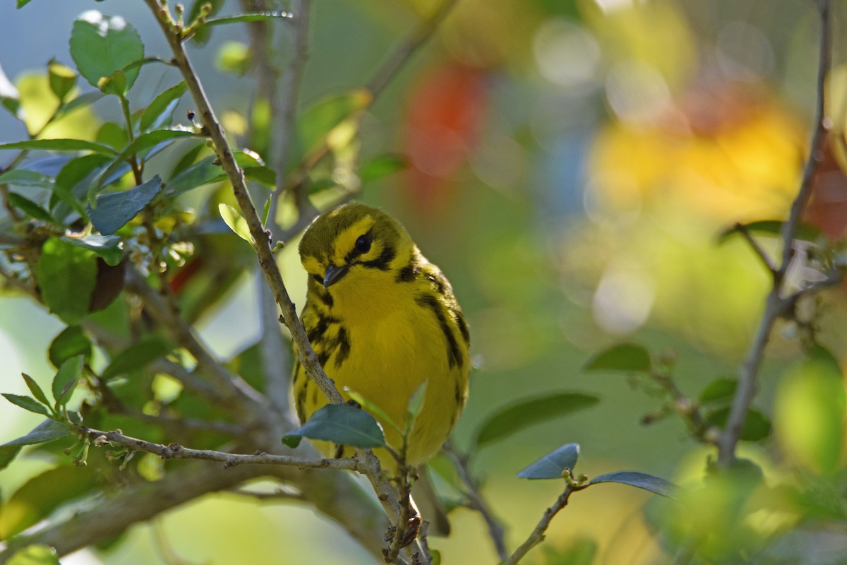 Prairie Warbler - ML53006761