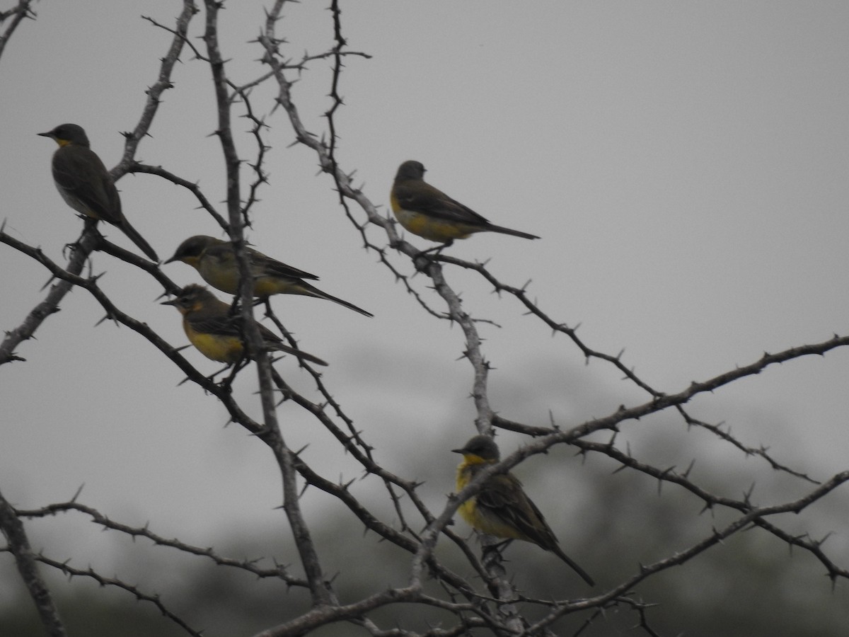 Eastern Yellow Wagtail - ML530068141