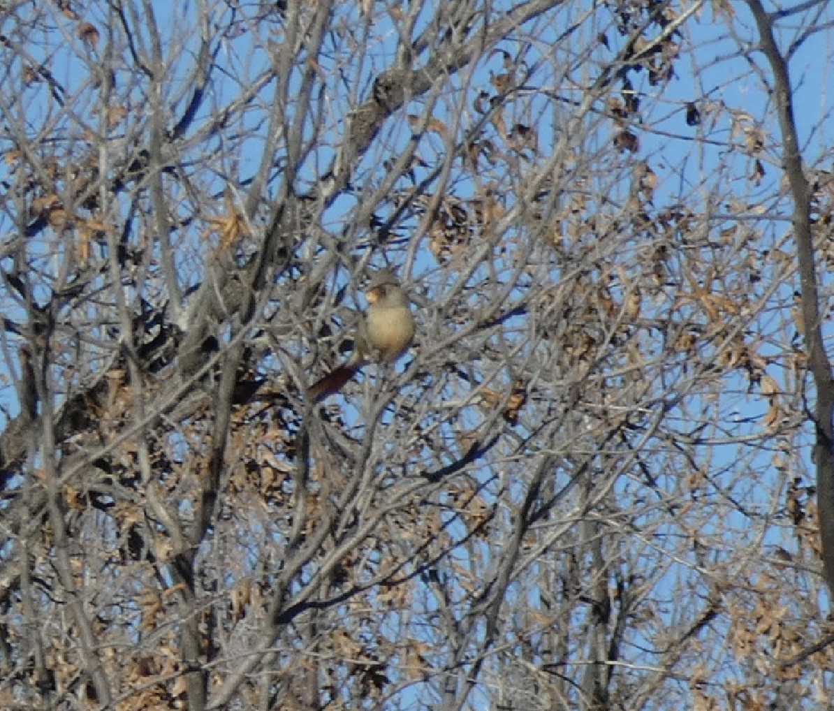 Cardinal pyrrhuloxia - ML530068631