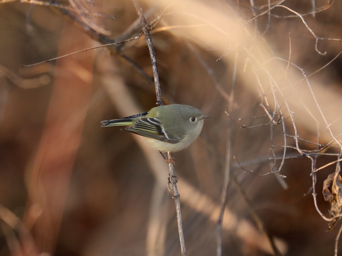 Ruby-crowned Kinglet - ML530068941