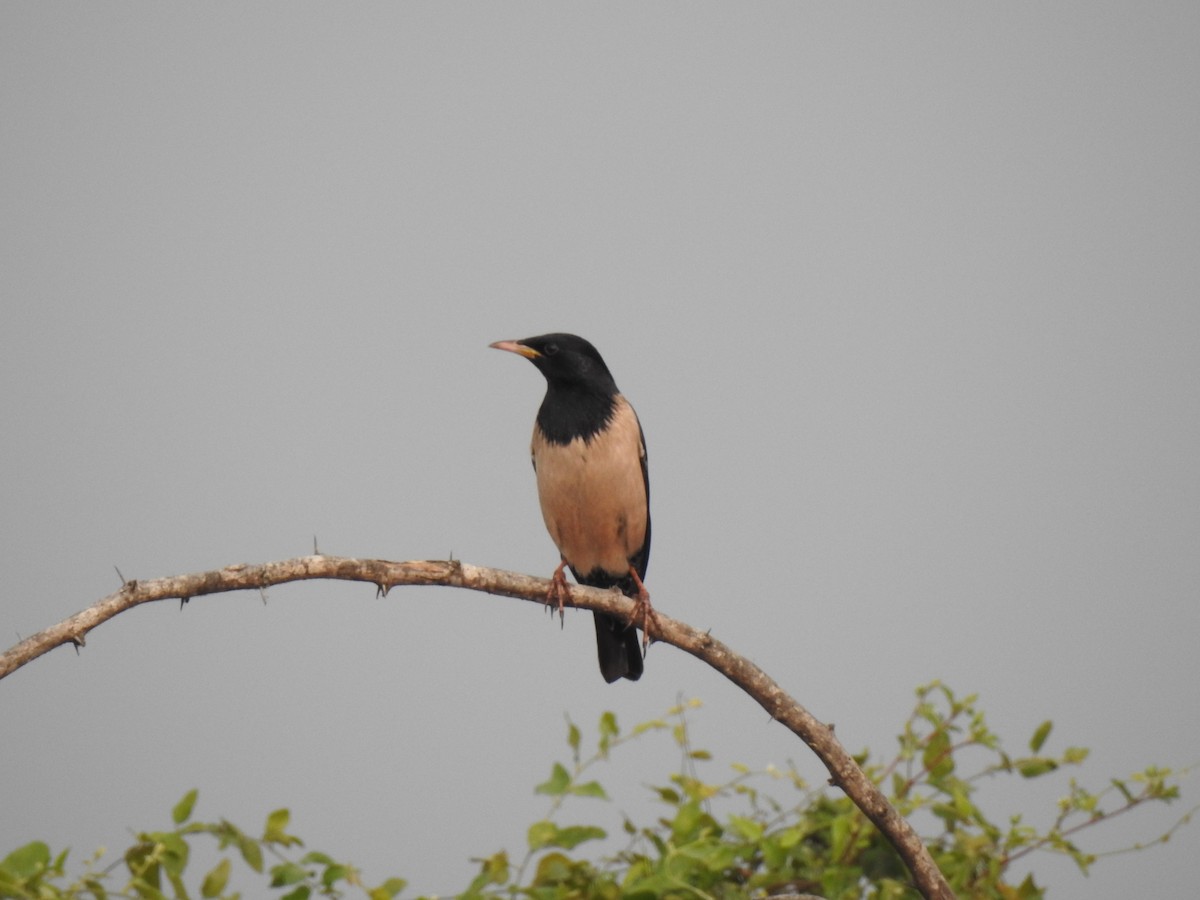 Rosy Starling - Sivakumar Ramasamy
