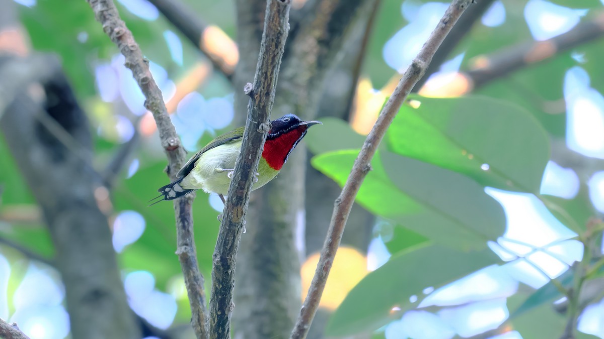 Fork-tailed Sunbird - xiwen CHEN