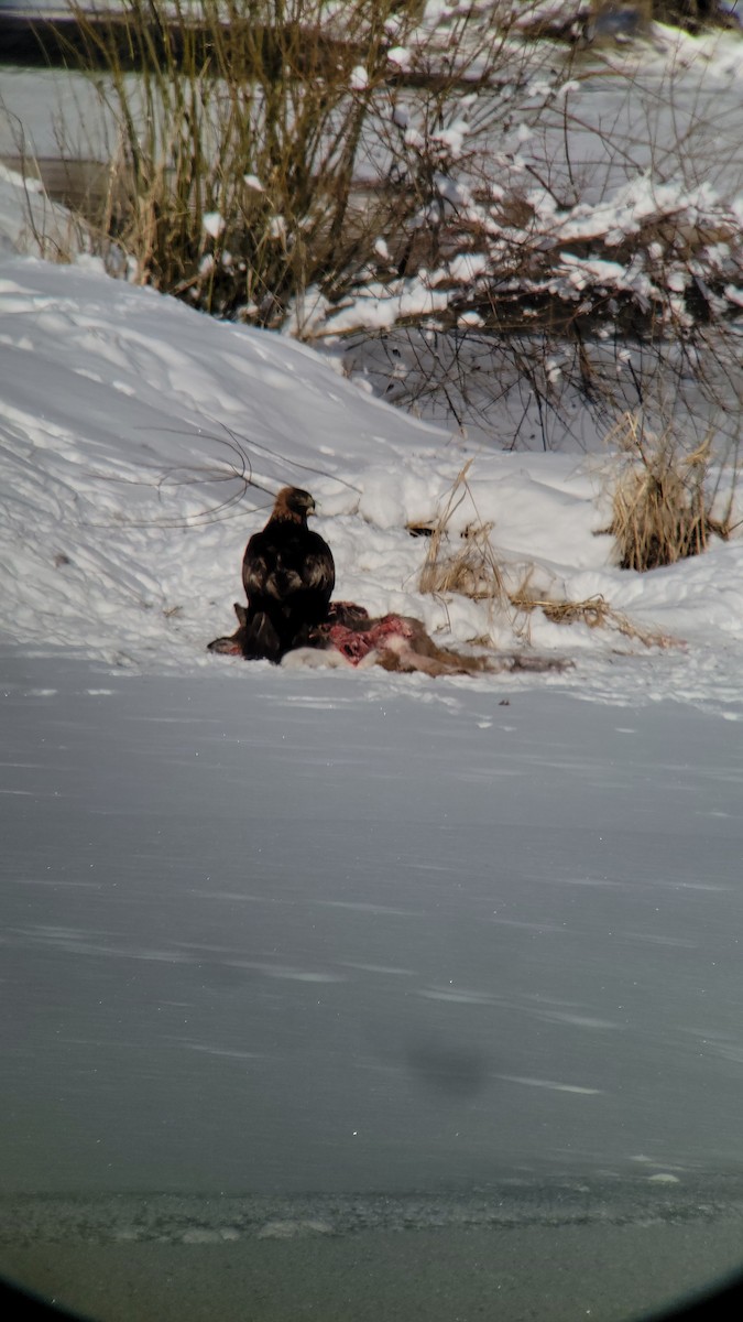 金鵰 - ML530071611