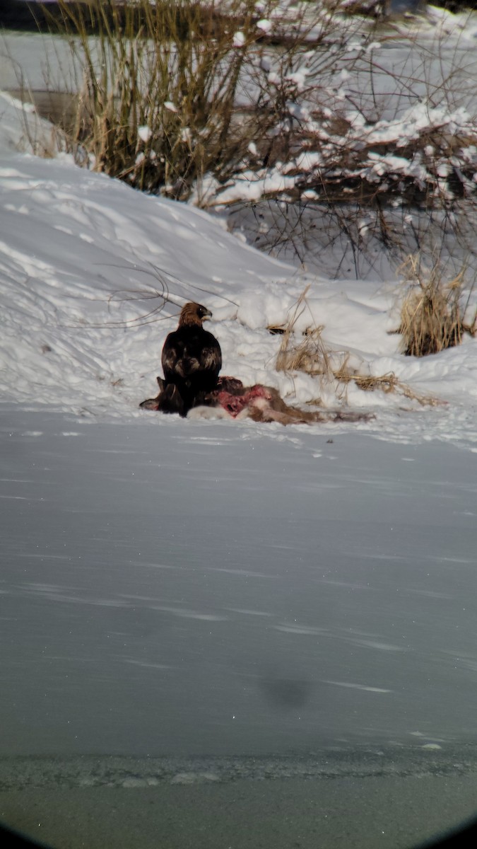 Golden Eagle - Sarah (Grosskopf) Gray