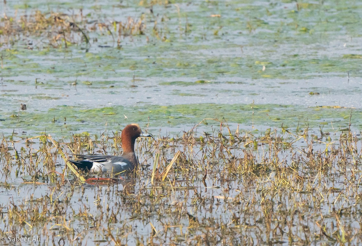 Eurasian Wigeon - ML530071811