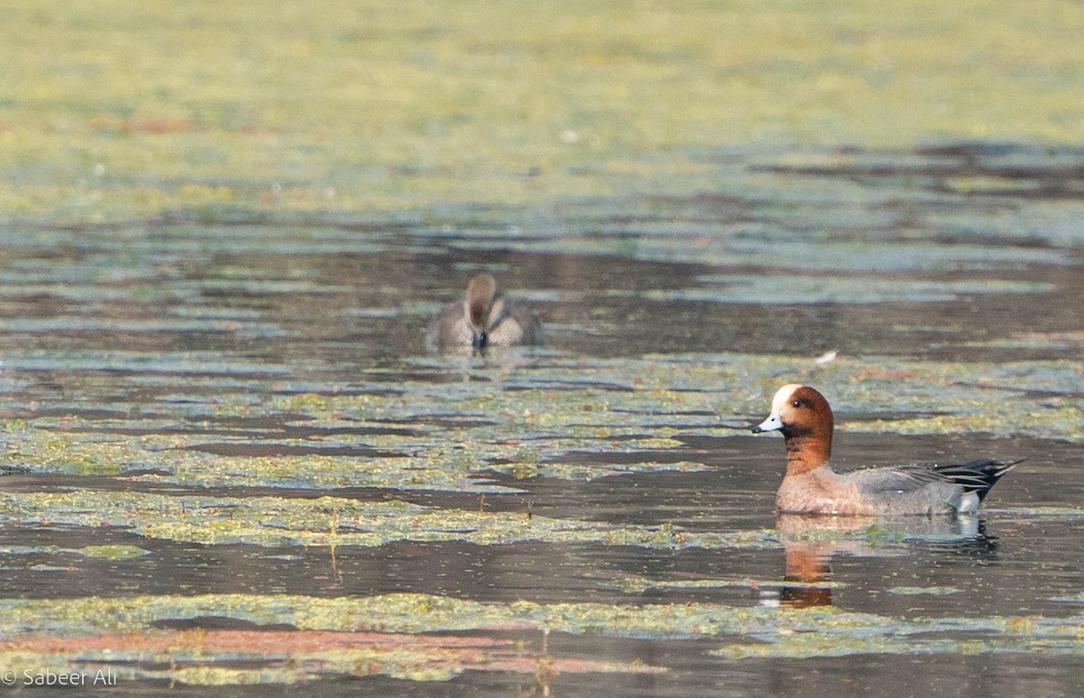 Eurasian Wigeon - ML530071821