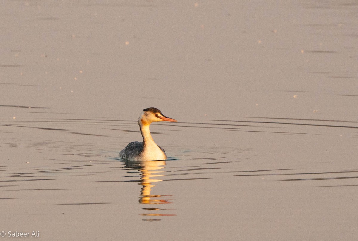 Great Crested Grebe - ML530072431