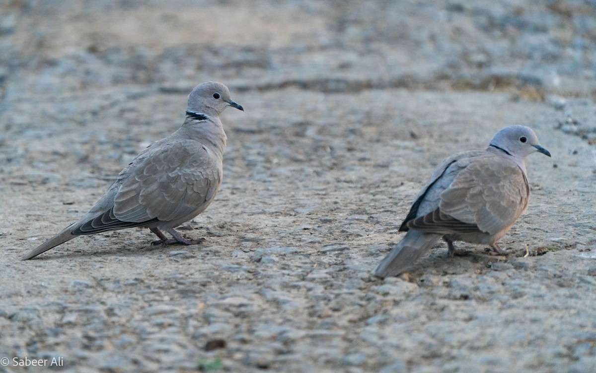 Eurasian Collared-Dove - ML530072571