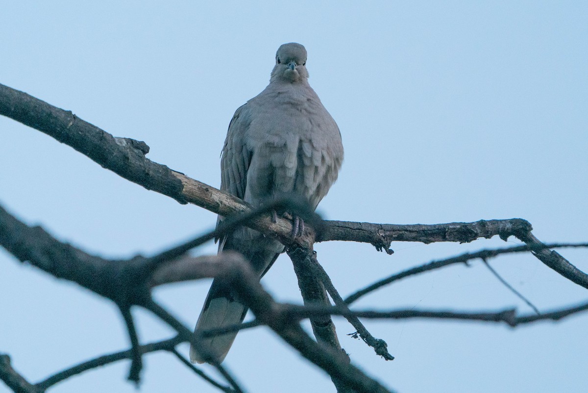 Eurasian Collared-Dove - ML530072581