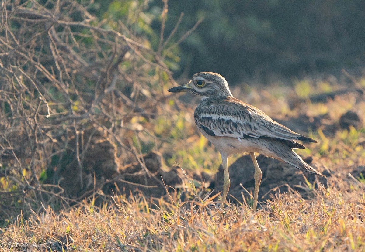 Indian Thick-knee - ML530072741