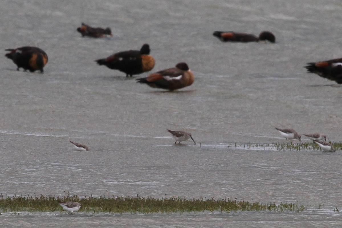 Stilt Sandpiper - Mark Stanley