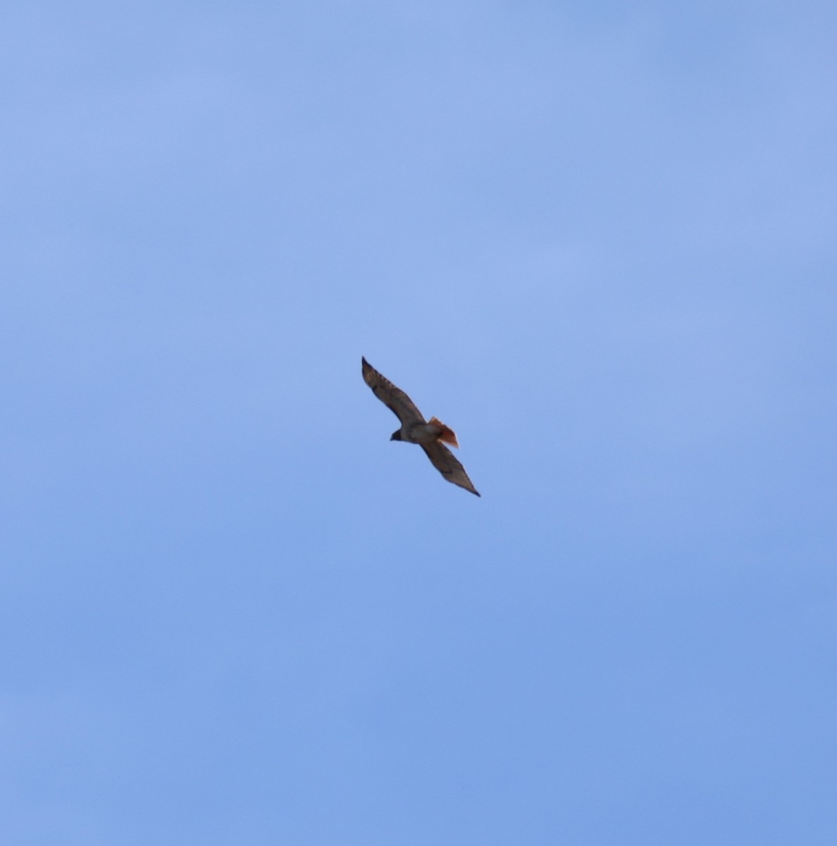 Red-tailed Hawk - ML530073751