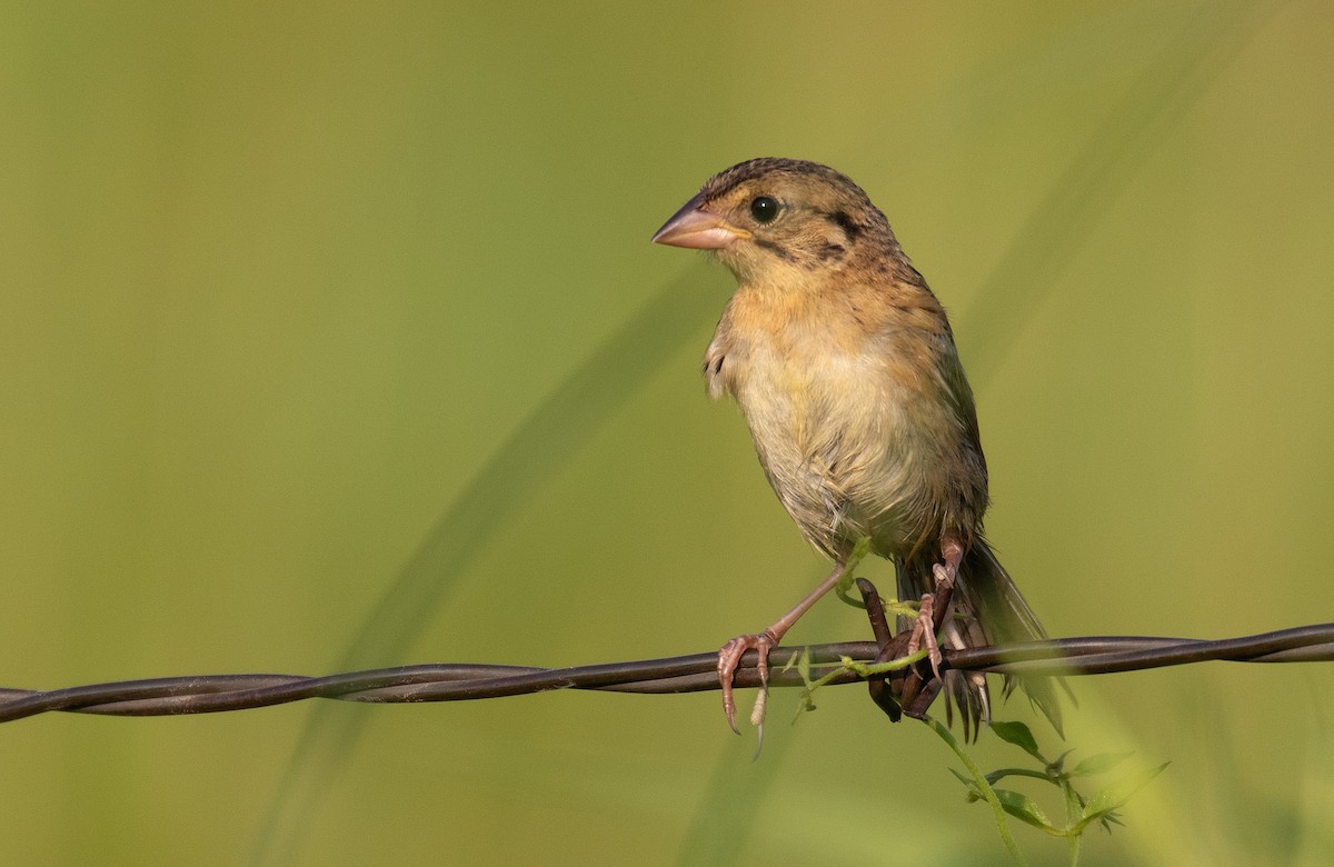 ml530075501-henslow-s-sparrow-macaulay-library