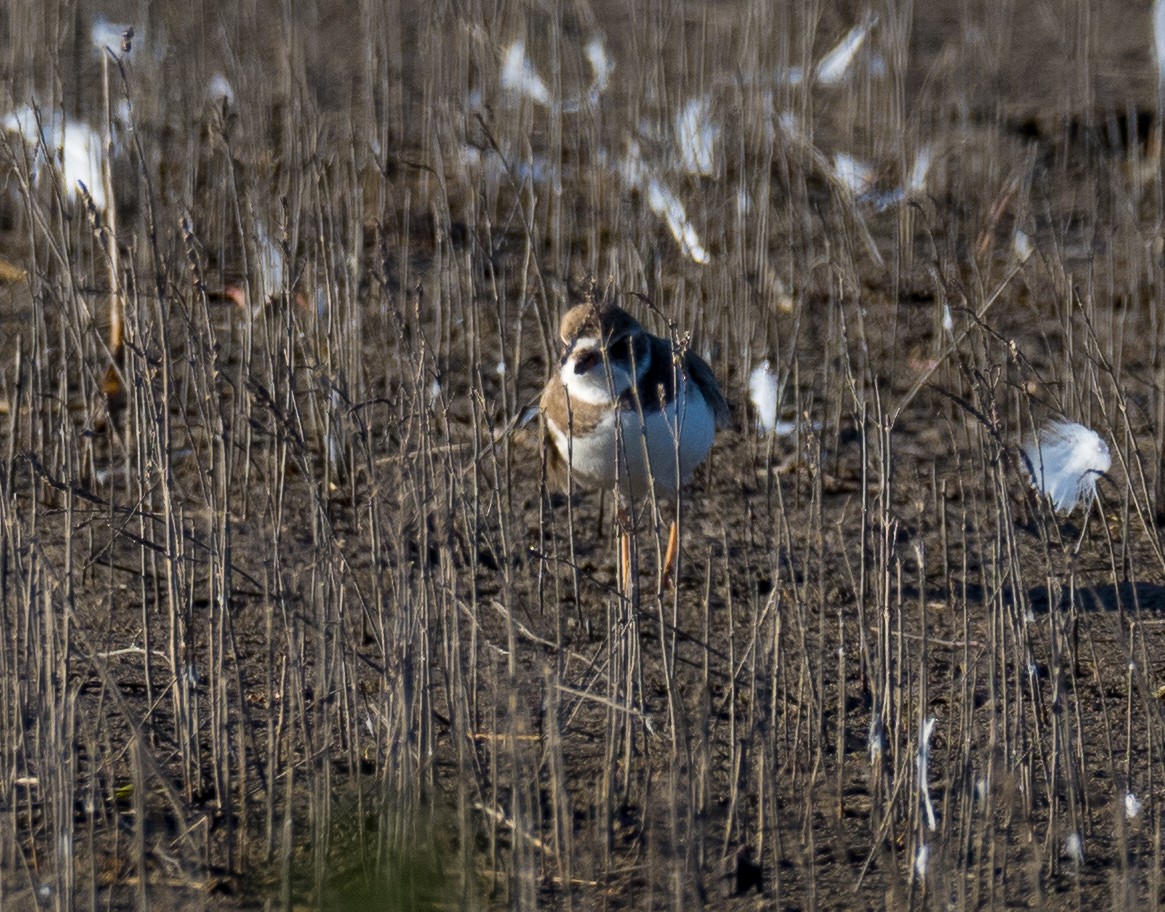 Semipalmated Plover - ML530077341
