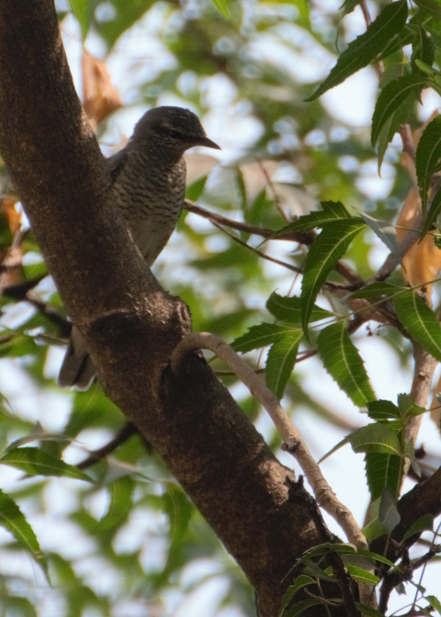 Indian Cuckooshrike - ML53007741