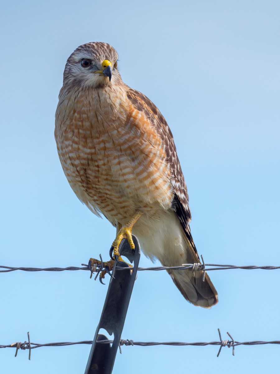 Red-shouldered Hawk - Anonymous