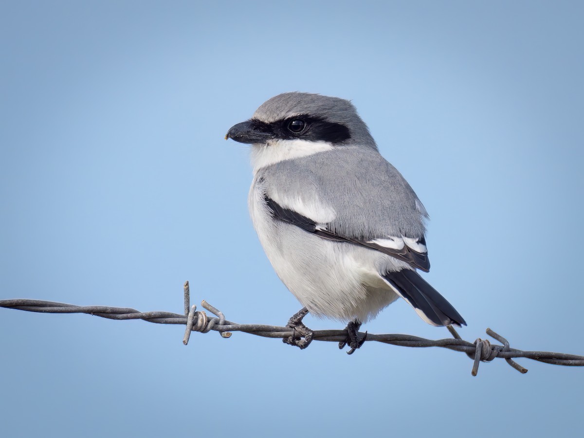 Loggerhead Shrike - ML530078641