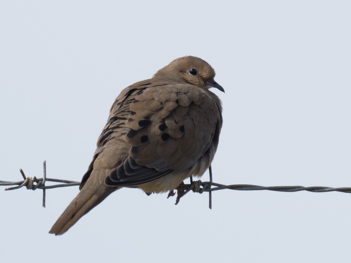 Mourning Dove - ML530078741