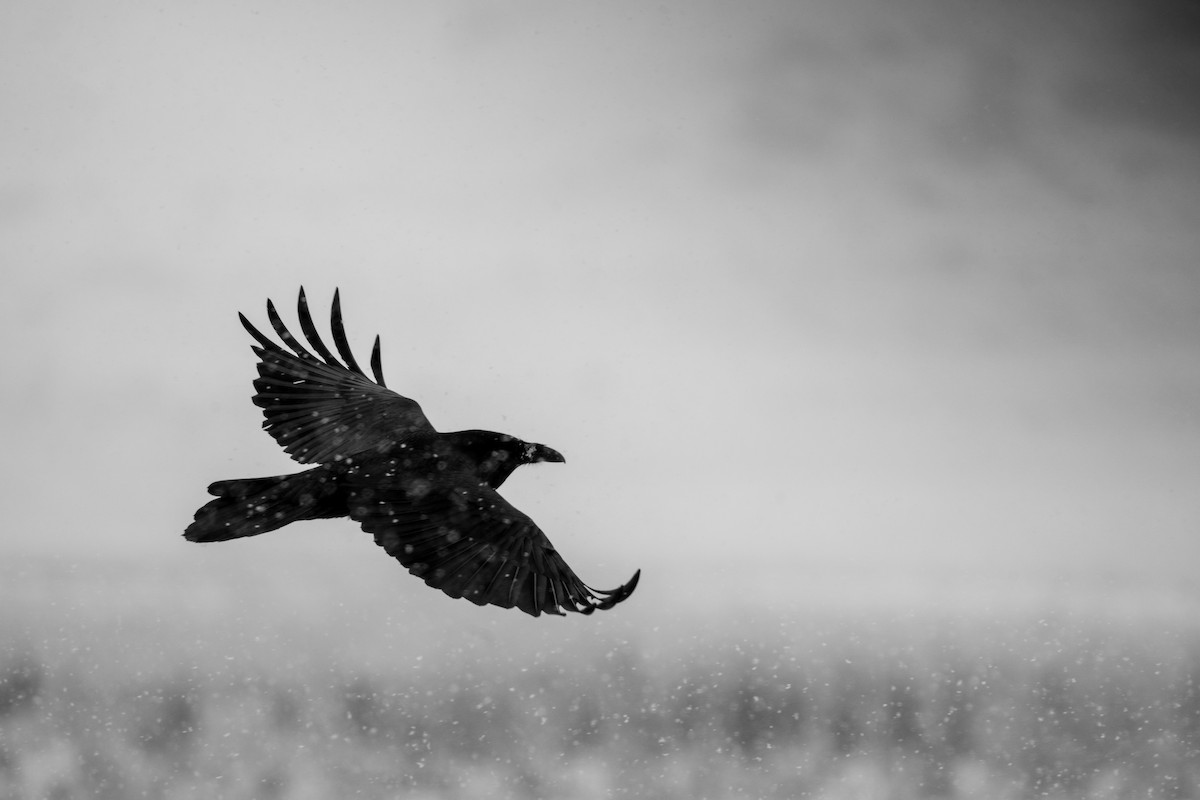 Common Raven - Isaac Howell