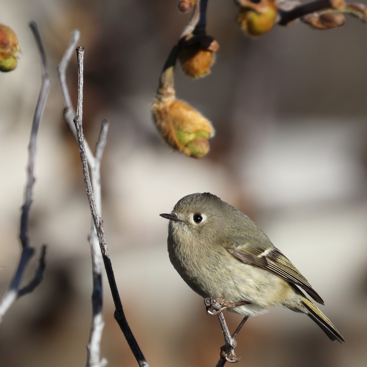 Ruby-crowned Kinglet - Gregory Luckert