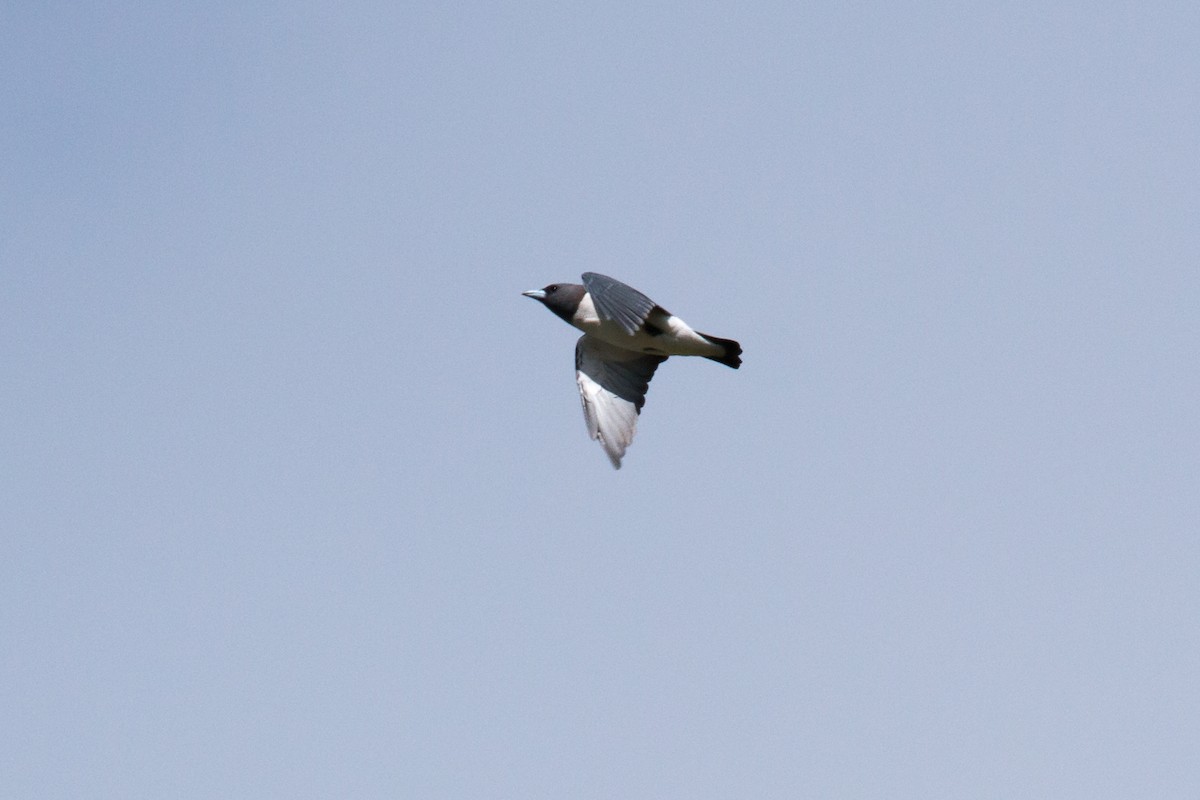 白胸燕鵙 - ML53008291