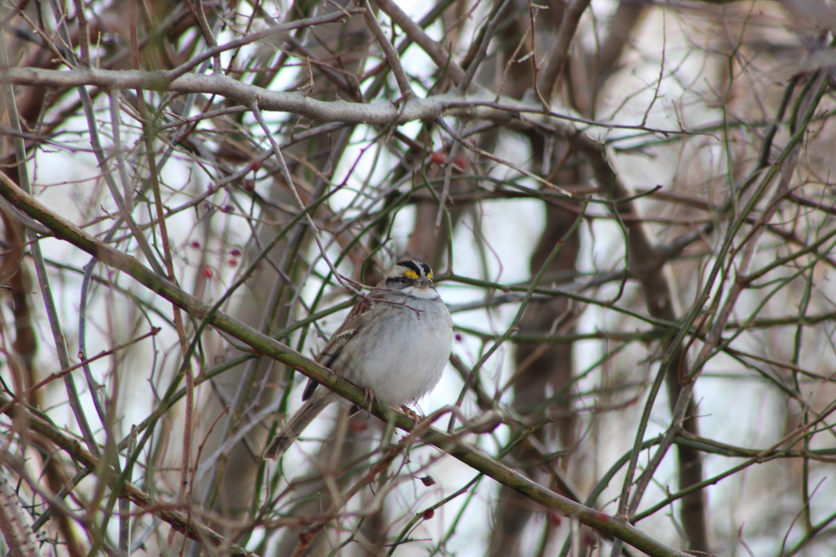 White-throated Sparrow - ML530083421
