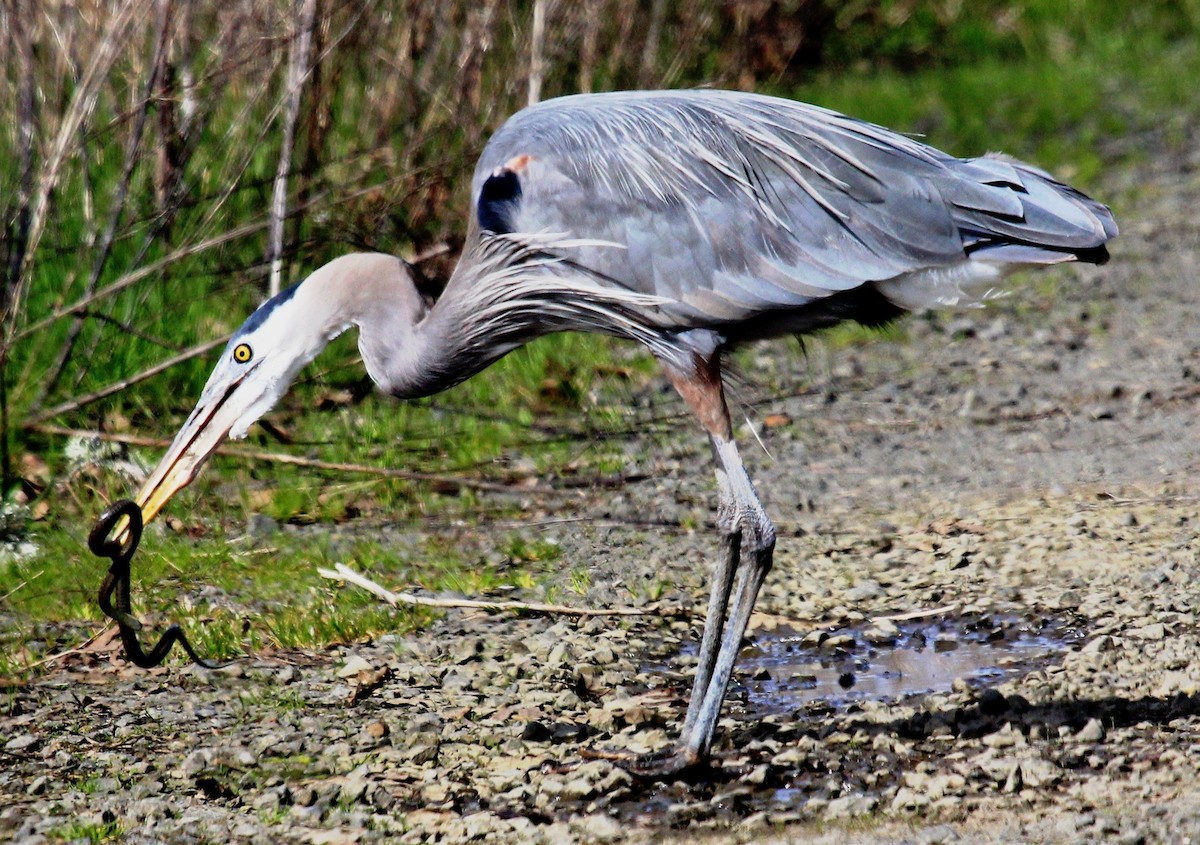 Great Blue Heron - Nels Nelson