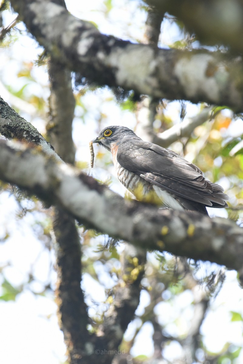 Large Hawk-Cuckoo - ML530084011