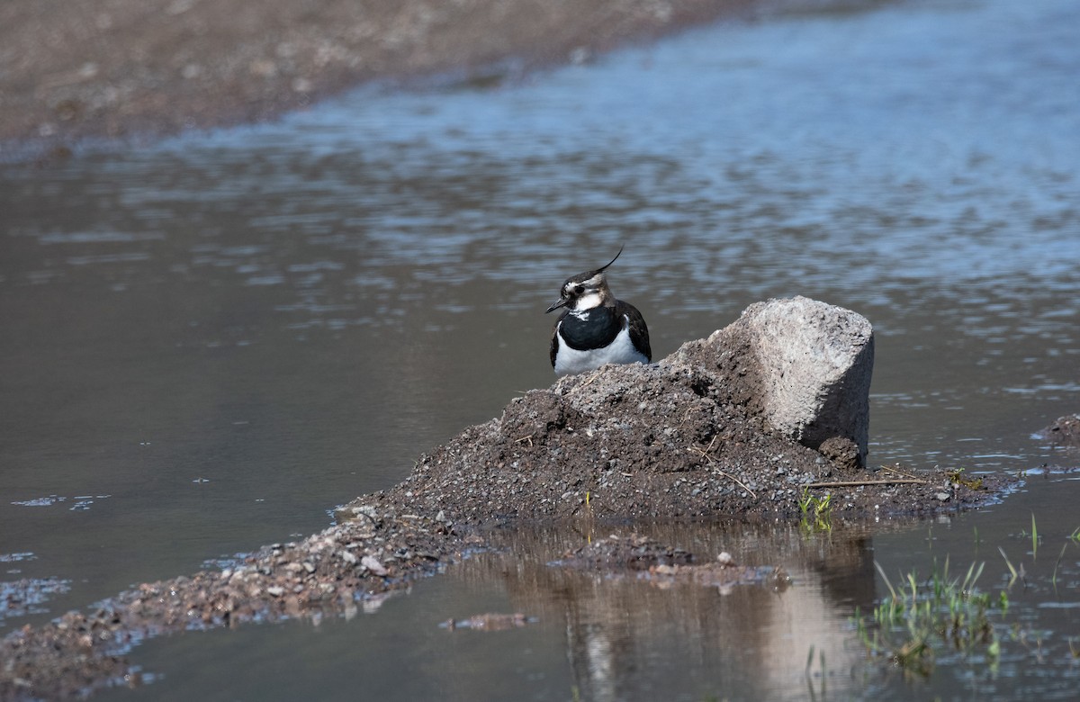 Northern Lapwing - ML530084741