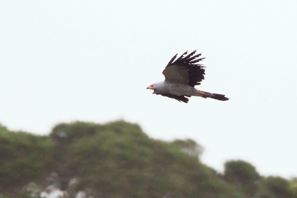 Madagascar Harrier-Hawk - ML530084881