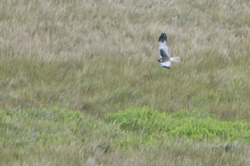 Malagasy Harrier - ML530084921