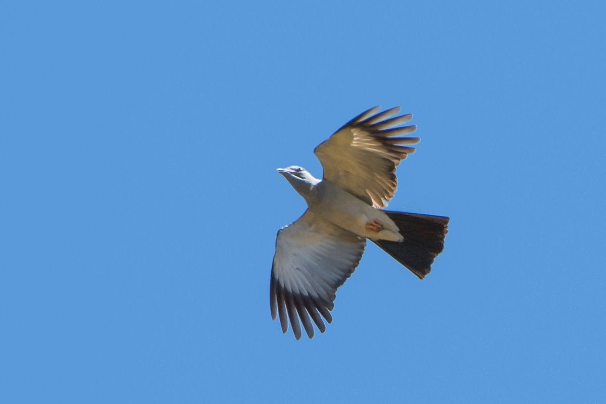 Cuckoo-roller - ML530085061