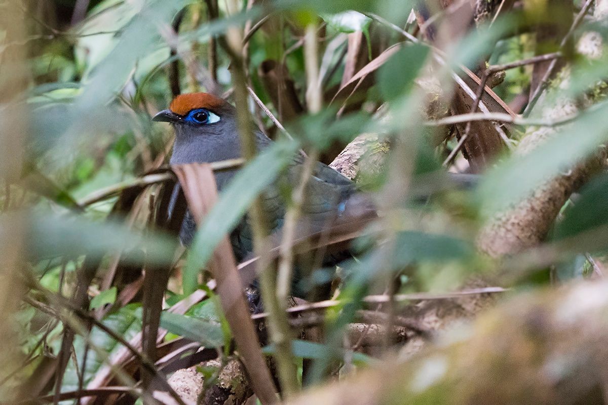 Red-fronted Coua - ML530085271