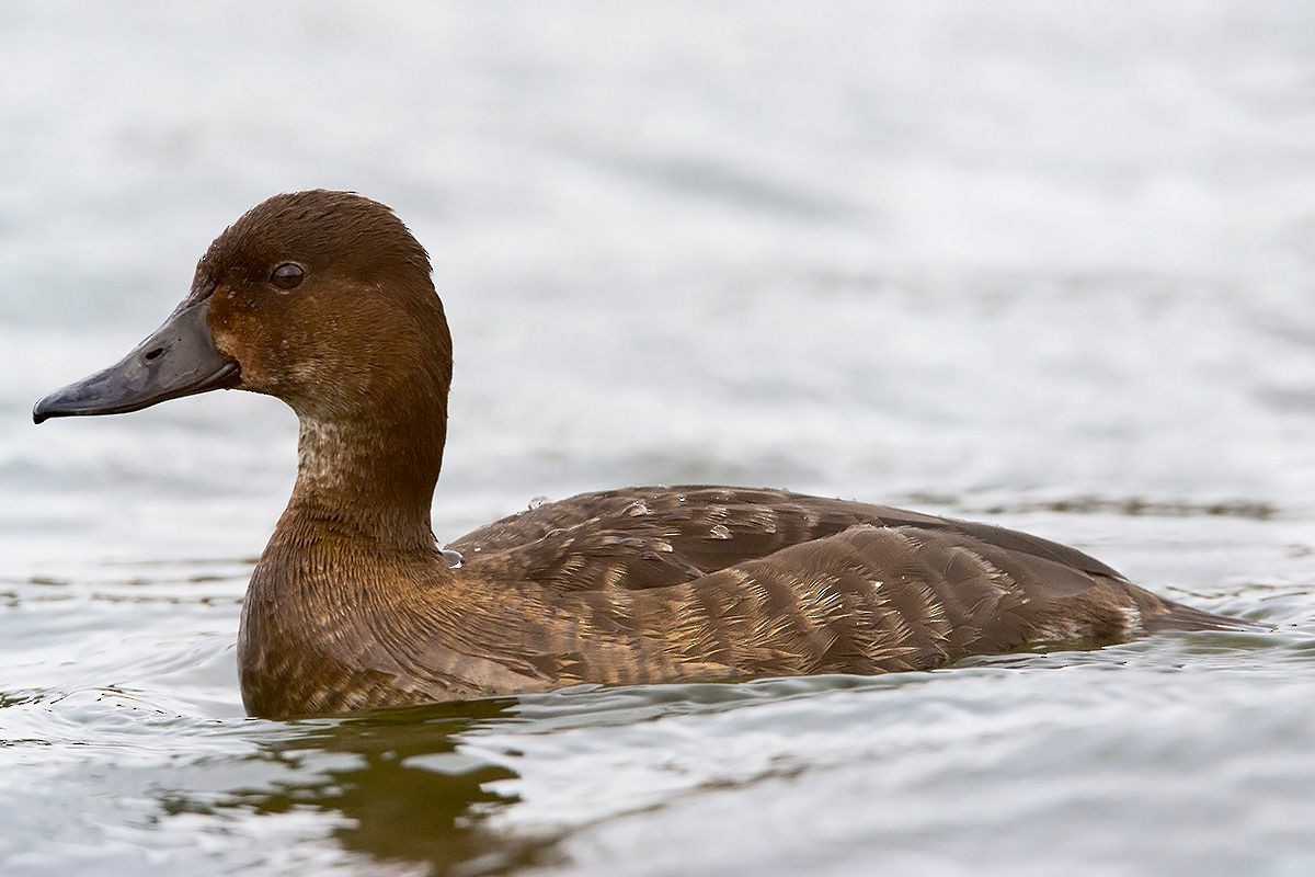 Madagascar Pochard - ML530085331