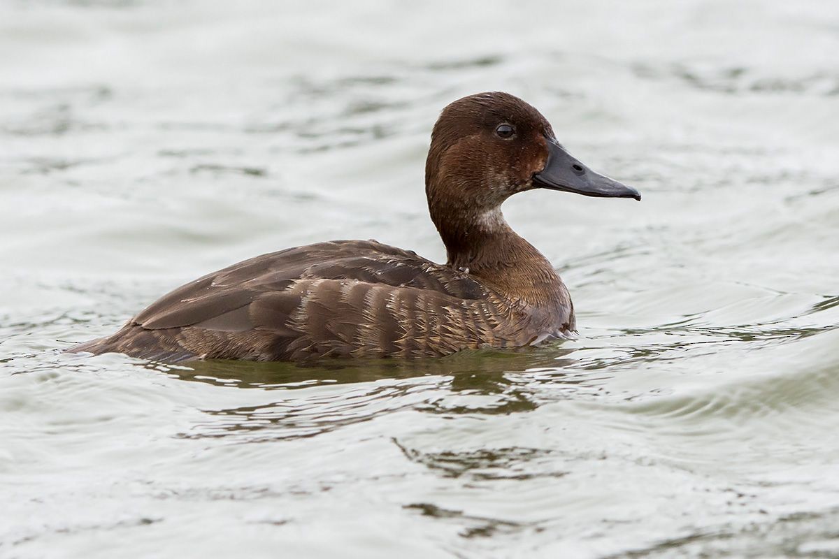 Madagascar Pochard - ML530085341