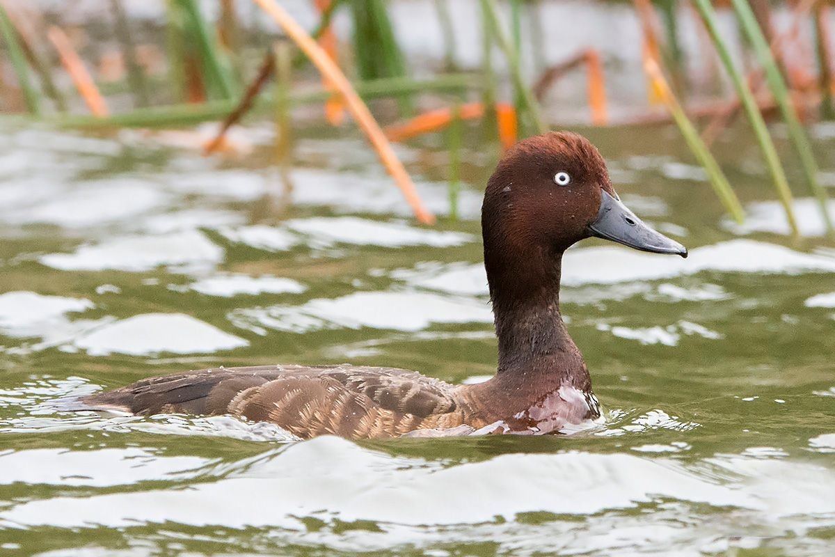 Madagascar Pochard - ML530085361