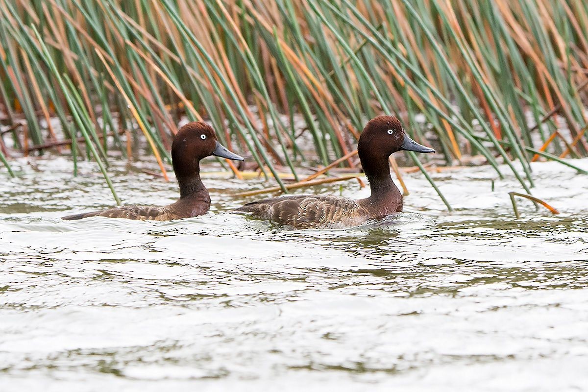 Madagascar Pochard - ML530085371