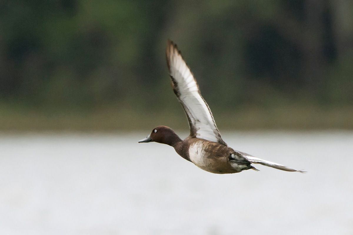 Madagascar Pochard - ML530085391